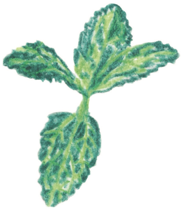 Stevia