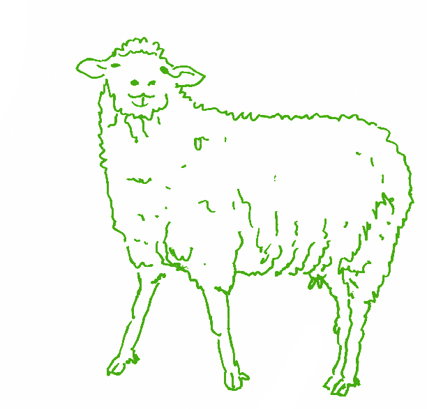 Illustration: Schaf