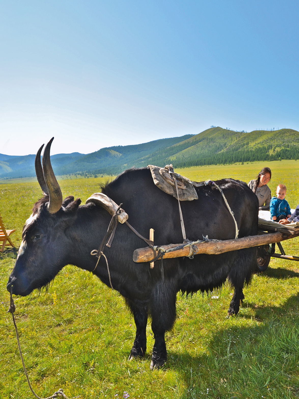 Yak