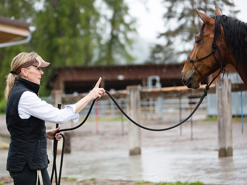 Pferd und Frau