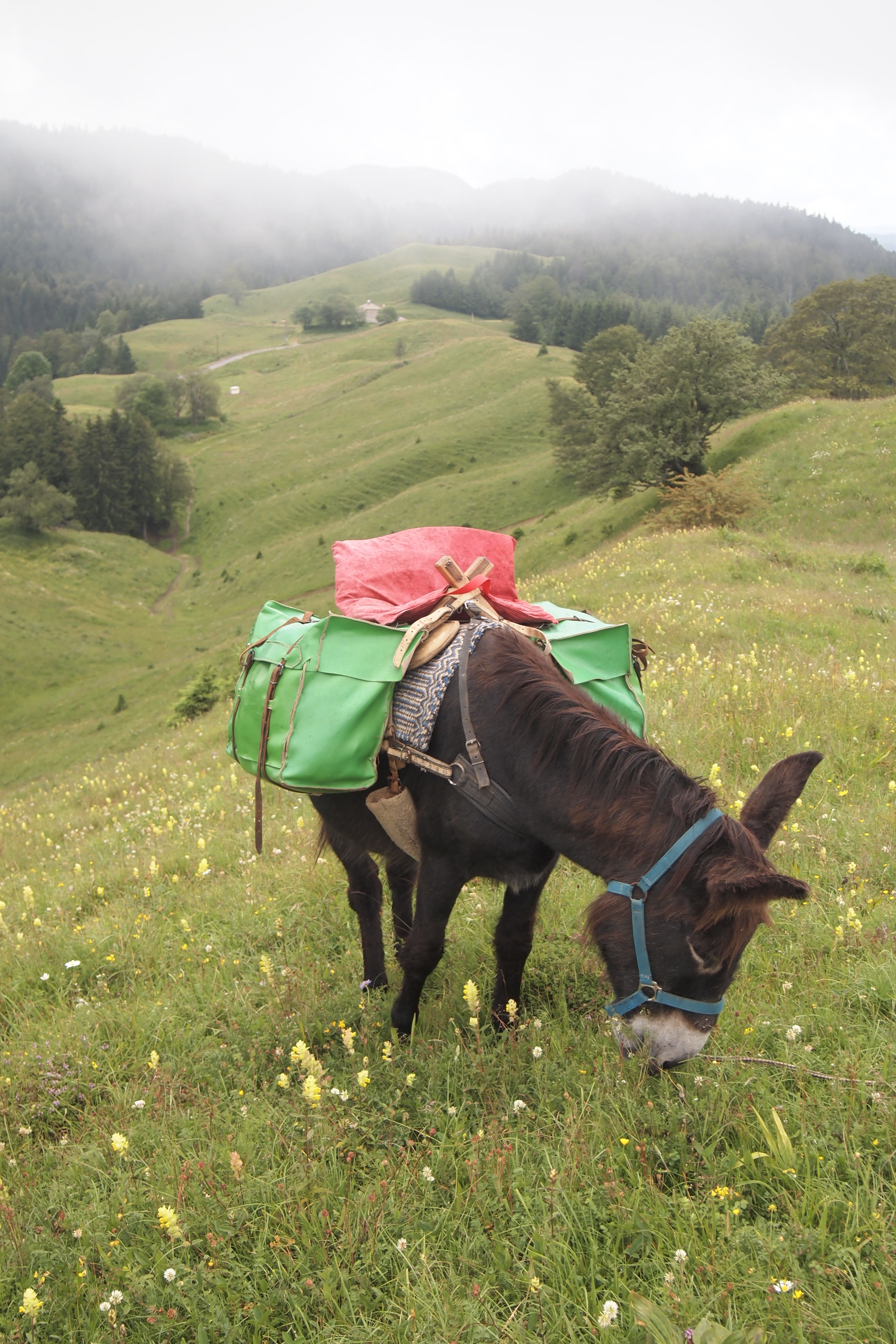 Esel frisst auf dem Col du Nerbier