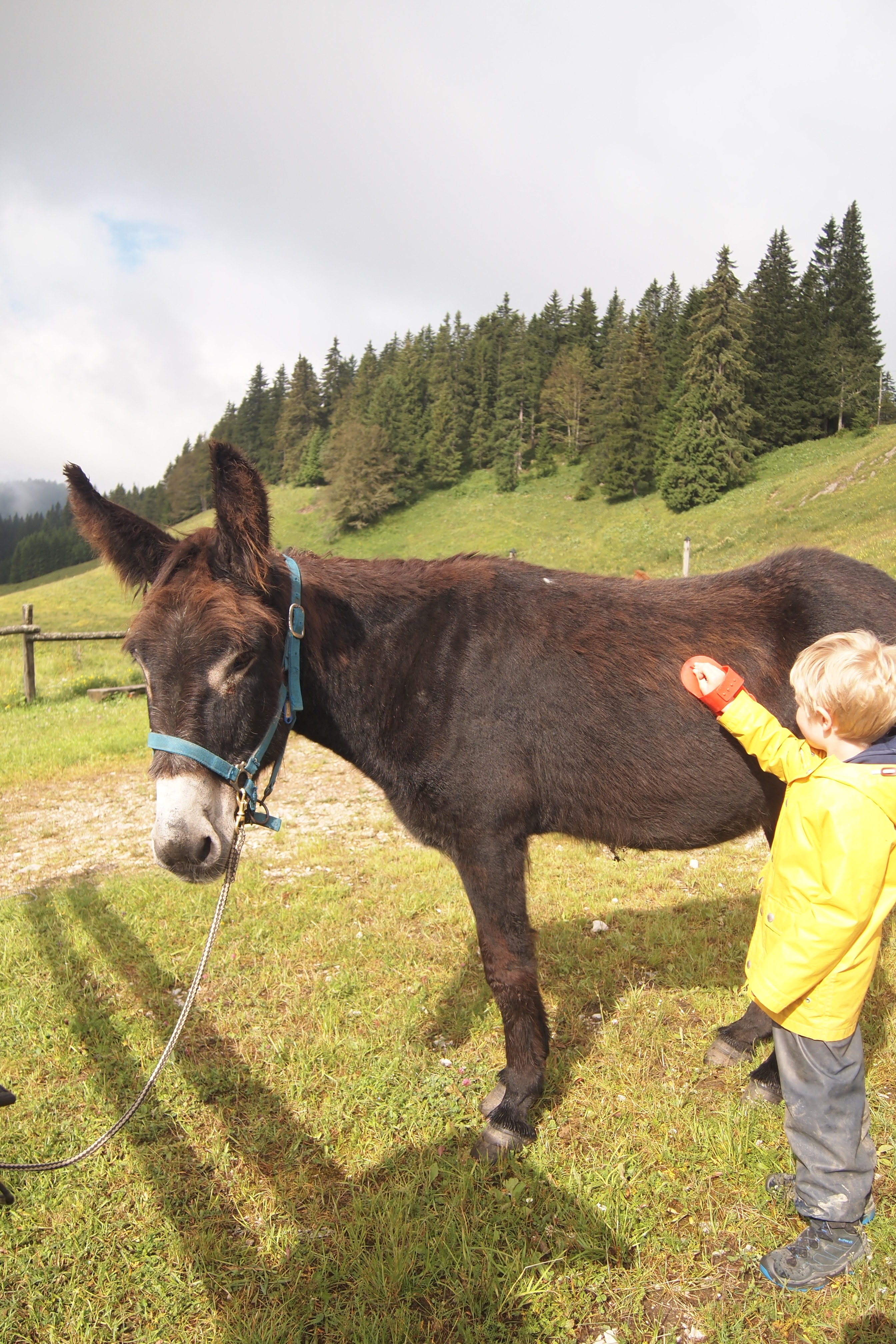 Kind striegelt Esel