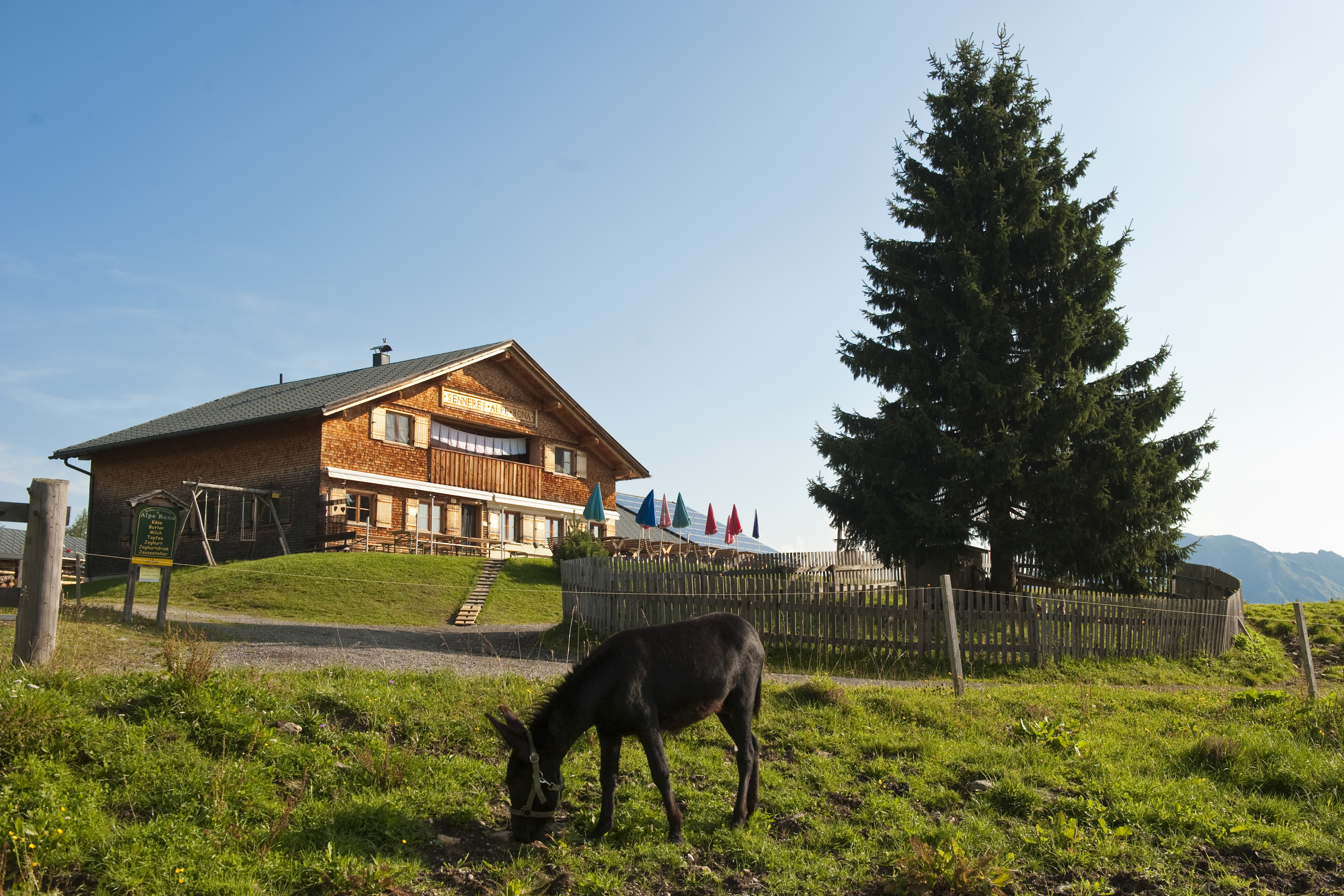 Alpe Rona am Hochplateau Tschengla 