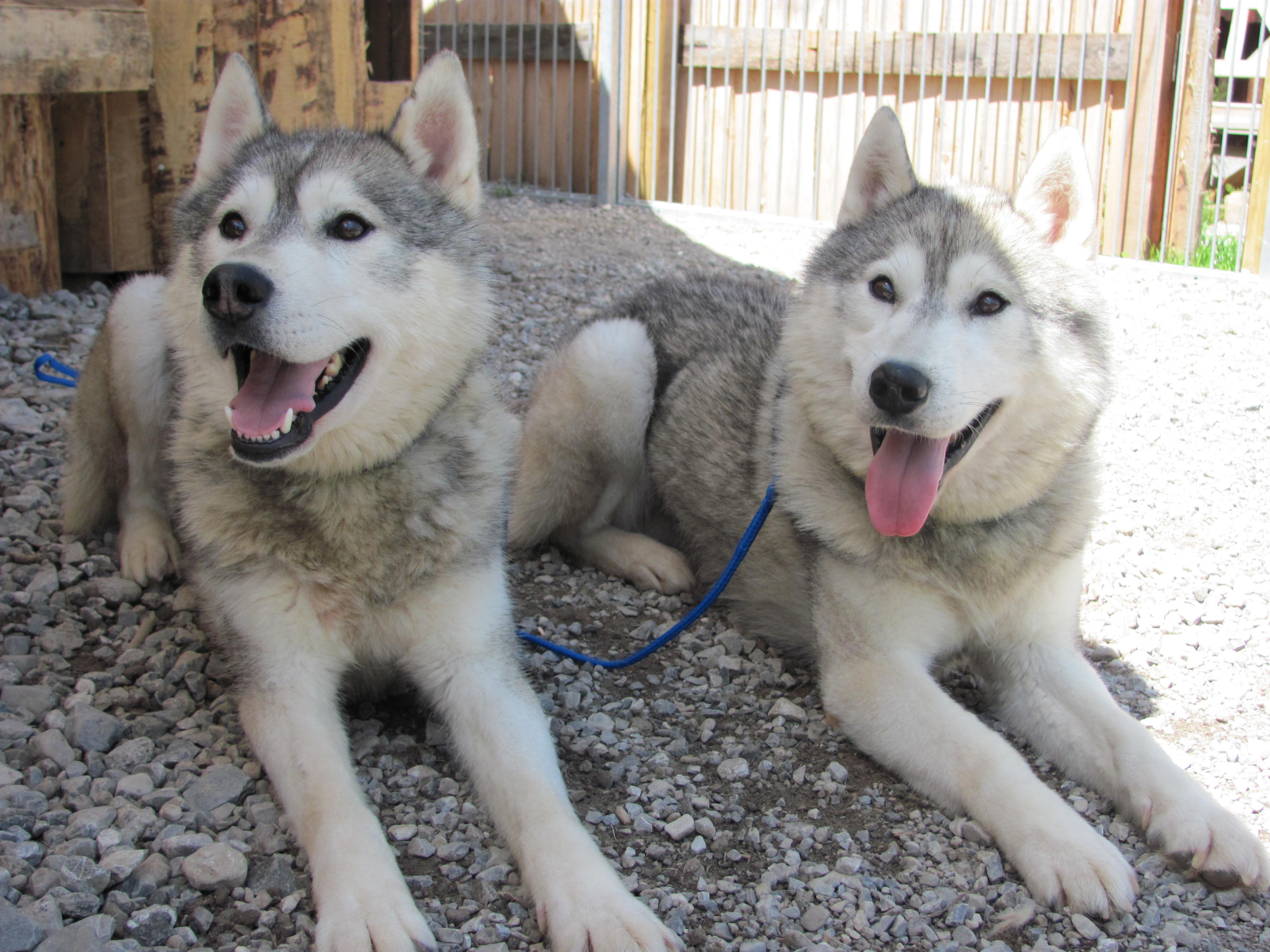 Huskys Toni