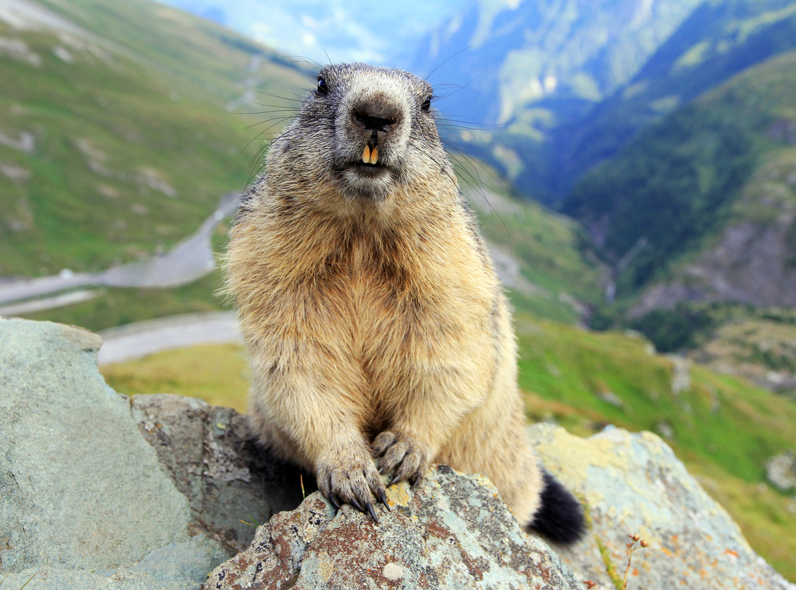 Murmeltier SaasFee