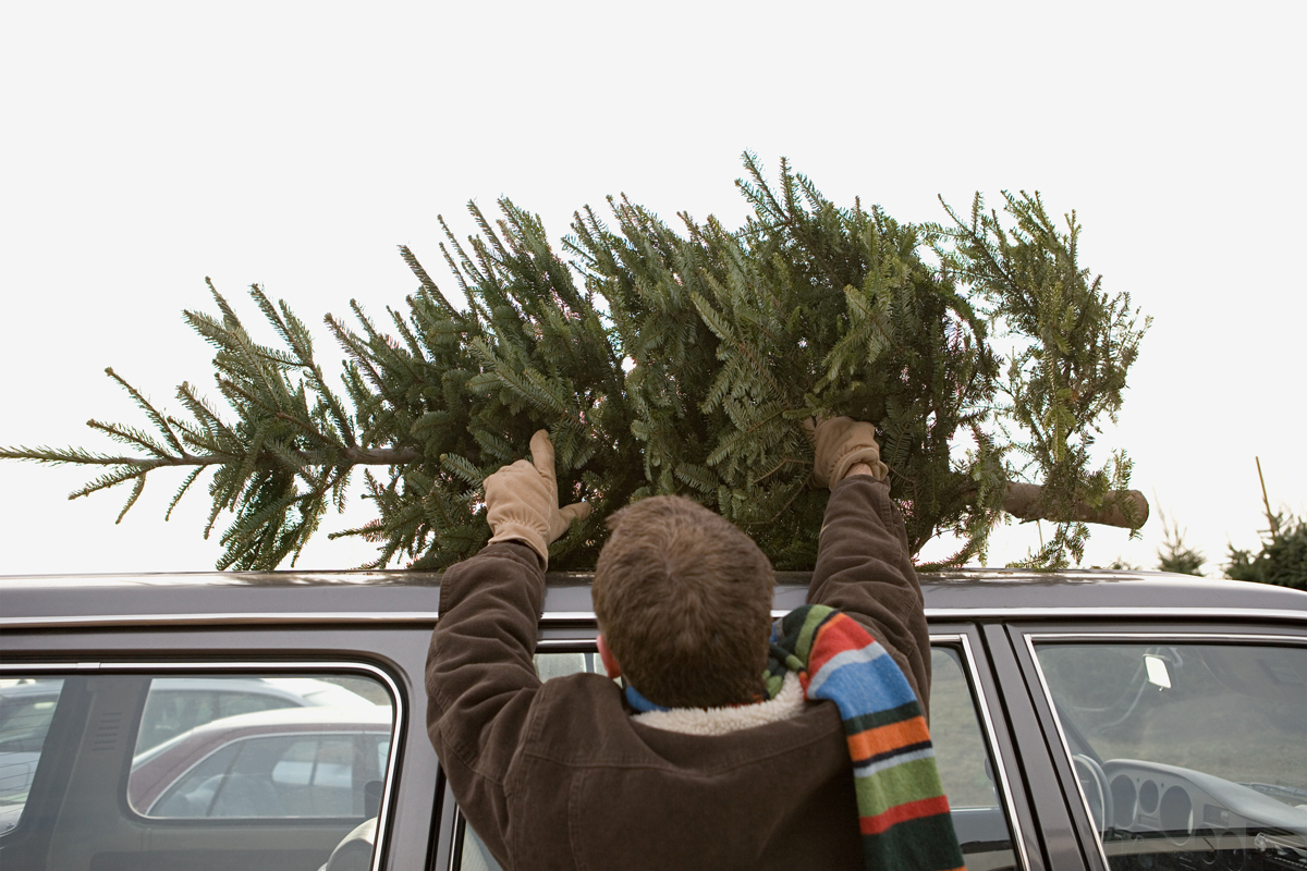 faulheit weihnachten Baum